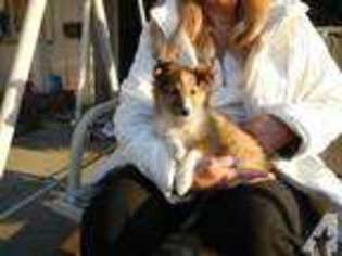 Shetland Sheepdog Puppy for sale in UPLAND, CA, USA