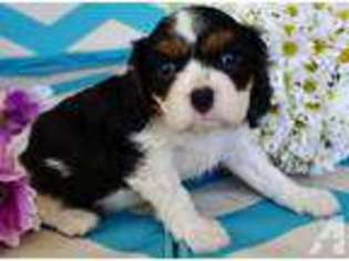 Cavalier King Charles Spaniel Puppy for sale in LAGUNA BEACH, CA, USA