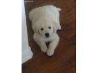 Mutt Puppy for sale in Maryville, TN, USA