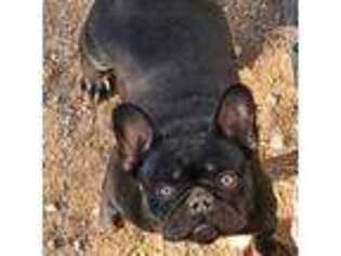 French Bulldog Puppy for sale in Dalton, GA, USA