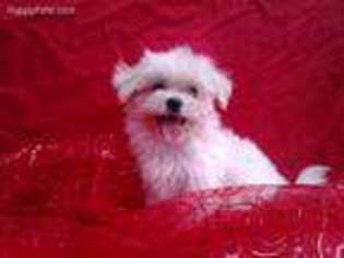 Maltese Puppy for sale in Raleigh, NC, USA