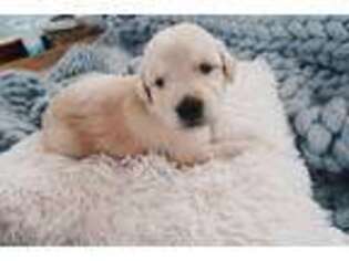 Golden Retriever Puppy for sale in Succasunna, NJ, USA