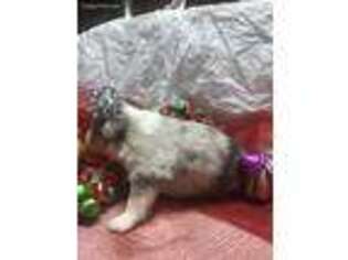 Mutt Puppy for sale in Silverton, TX, USA