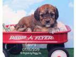 Cavapoo Puppy for sale in Millmont, PA, USA