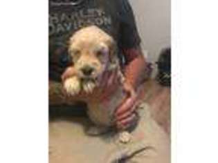 Goldendoodle Puppy for sale in Croghan, NY, USA