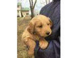 Goldendoodle Puppy for sale in Lewisburg, KY, USA
