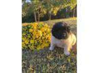 Newfoundland Puppy for sale in Exeter, MO, USA