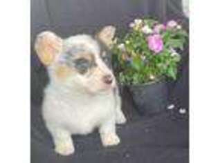 Pembroke Welsh Corgi Puppy for sale in Lynn, IN, USA