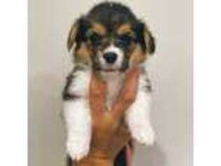 Pembroke Welsh Corgi Puppy for sale in Anaheim, CA, USA