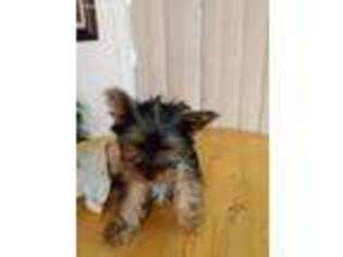 Yorkshire Terrier Puppy for sale in Duck River, TN, USA
