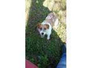 Jack Russell Terrier Puppy for sale in Bradleyville, MO, USA
