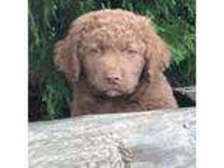 Chesapeake Bay Retriever Puppy for sale in Unionville, VA, USA