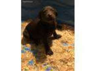 Labrador Retriever Puppy for sale in Narrowsburg, NY, USA