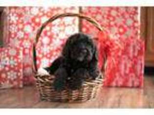 Saint Berdoodle Puppy for sale in Salmon, ID, USA