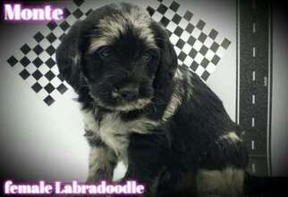 Labradoodle Puppy for sale in Rochester, MN, USA