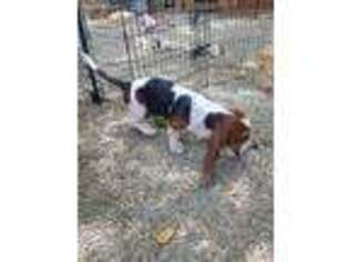 Basset Hound Puppy for sale in Perrysburg, OH, USA