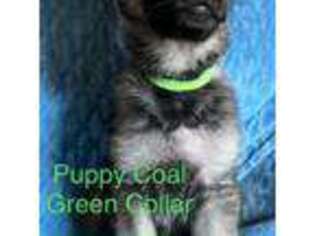 German Shepherd Dog Puppy for sale in Streetman, TX, USA