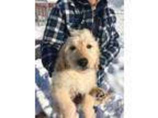 Goldendoodle Puppy for sale in Belgrade, MT, USA