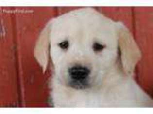Golden Retriever Puppy for sale in Wakarusa, IN, USA