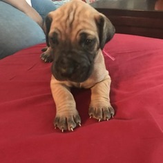 Great Dane Puppy for sale in Duluth, MN, USA