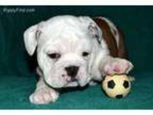 Bulldog Puppy for sale in Greenwood, MO, USA