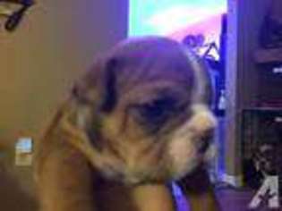 Bulldog Puppy for sale in LIGNUM, VA, USA