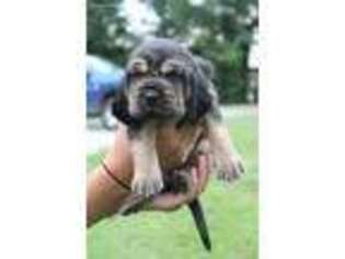 Bloodhound Puppy for sale in Marthasville, MO, USA