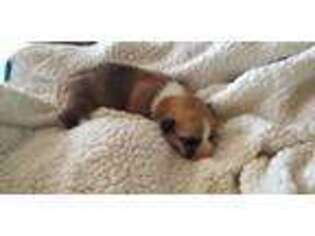 Pembroke Welsh Corgi Puppy for sale in Argyle, IA, USA