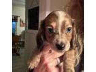Dachshund Puppy for sale in Clayton, DE, USA