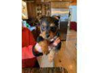 Australian Terrier Puppy for sale in Hollis Center, ME, USA