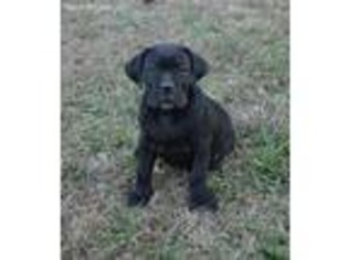 Cane Corso Puppy for sale in Kannapolis, NC, USA