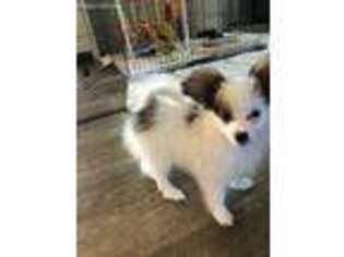 Papillon Puppy for sale in Bethpage, TN, USA