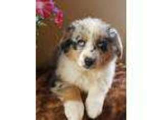 Australian Shepherd Puppy for sale in Oswego, KS, USA