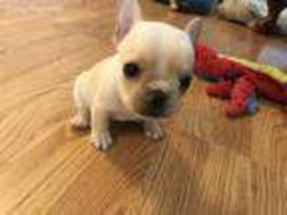 French Bulldog Puppy for sale in Guntersville, AL, USA