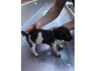 German Shorthaired Pointer Puppy for sale in Dobson, NC, USA