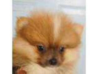 Pomeranian Puppy for sale in Stillwater, OK, USA