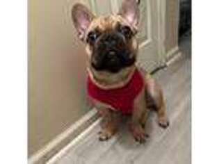 French Bulldog Puppy for sale in Pooler, GA, USA