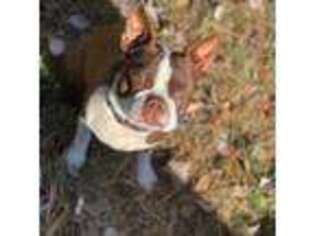 Boston Terrier Puppy for sale in Lenoir, NC, USA