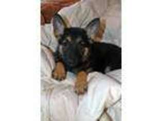 German Shepherd Dog Puppy for sale in Chase City, VA, USA