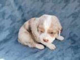 Miniature Australian Shepherd Puppy for sale in Bastrop, TX, USA