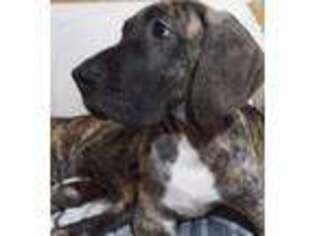 Great Dane Puppy for sale in East Prairie, MO, USA