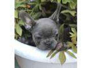 French Bulldog Puppy for sale in Burns Flat, OK, USA