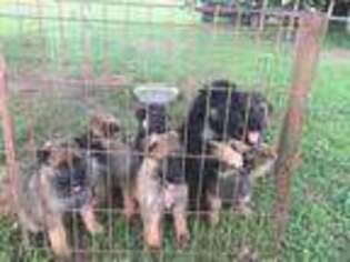 German Shepherd Dog Puppy for sale in Murfreesboro, TN, USA