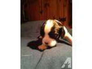 Cavalier King Charles Spaniel Puppy for sale in RIVERSIDE, IA, USA