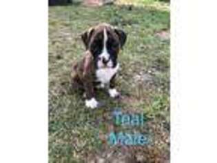 Boxer Puppy for sale in Harlem, GA, USA