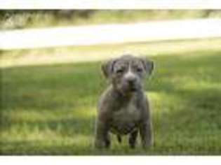 Mutt Puppy for sale in Dardanelle, AR, USA