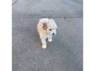 Mutt Puppy for sale in Los Angeles, CA, USA