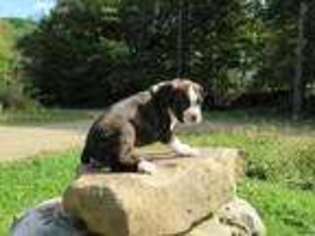 Boxer Puppy for sale in Allegany, NY, USA