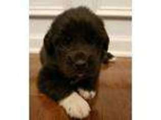Newfoundland Puppy for sale in Fayetteville, NC, USA