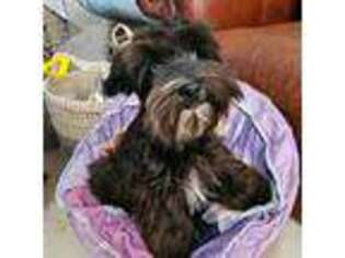 Mutt Puppy for sale in Queen Creek, AZ, USA
